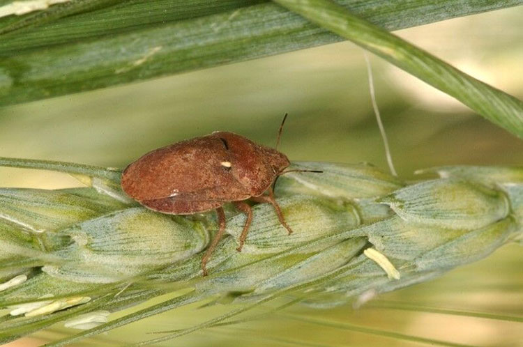 A Breakthrough in the Fight against Sun Pest