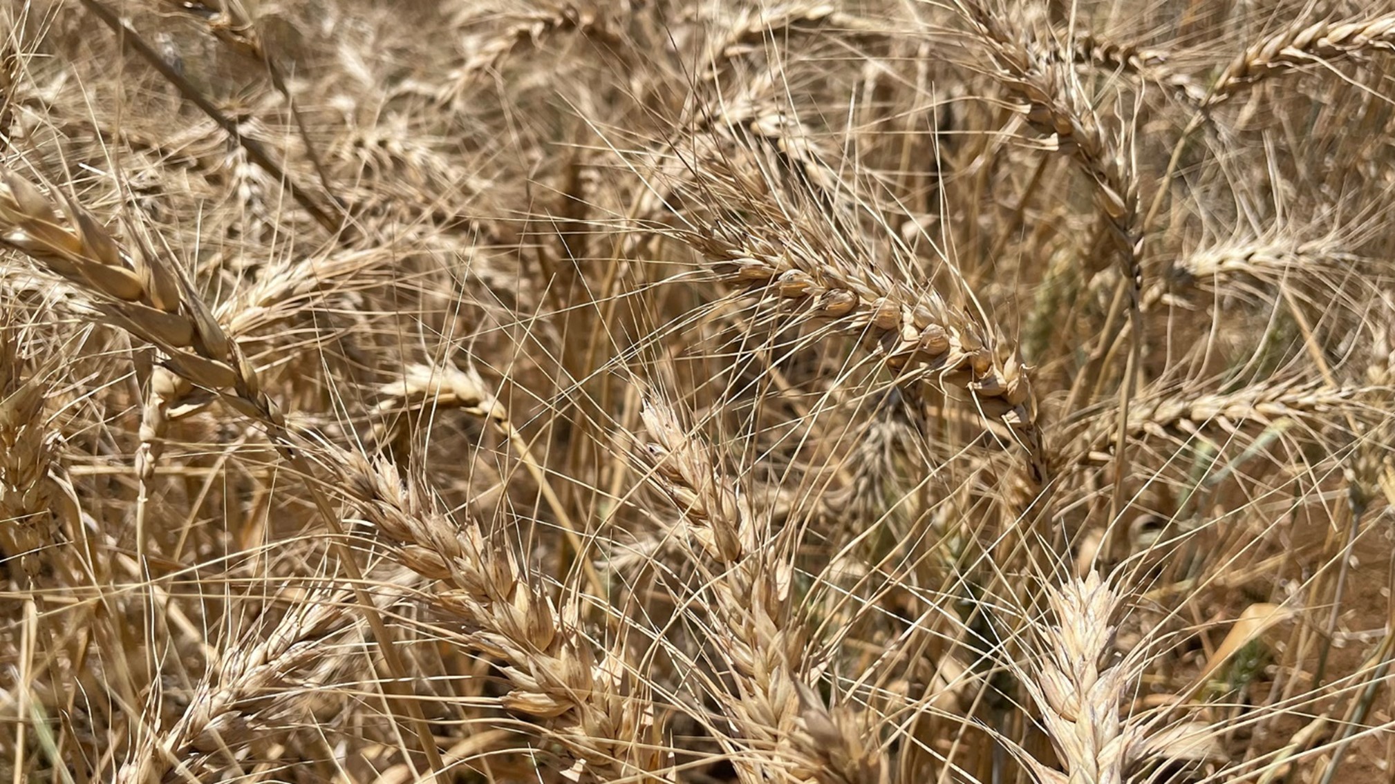 Wheat