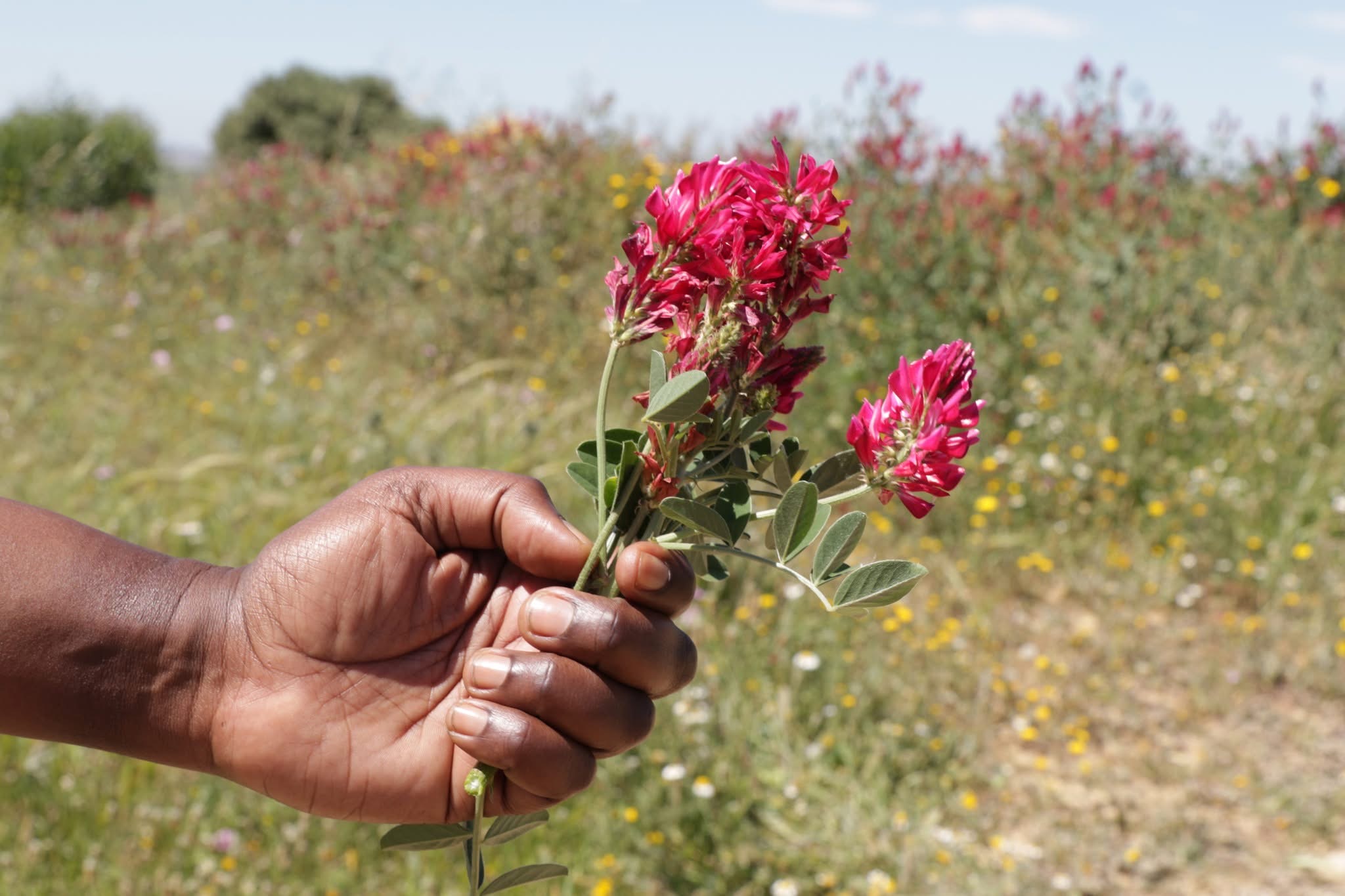 Sulla (Hedysarum coronarium L.), a native forage legume. Sulla (Hedysarum coronarium L.), a native forage legume.