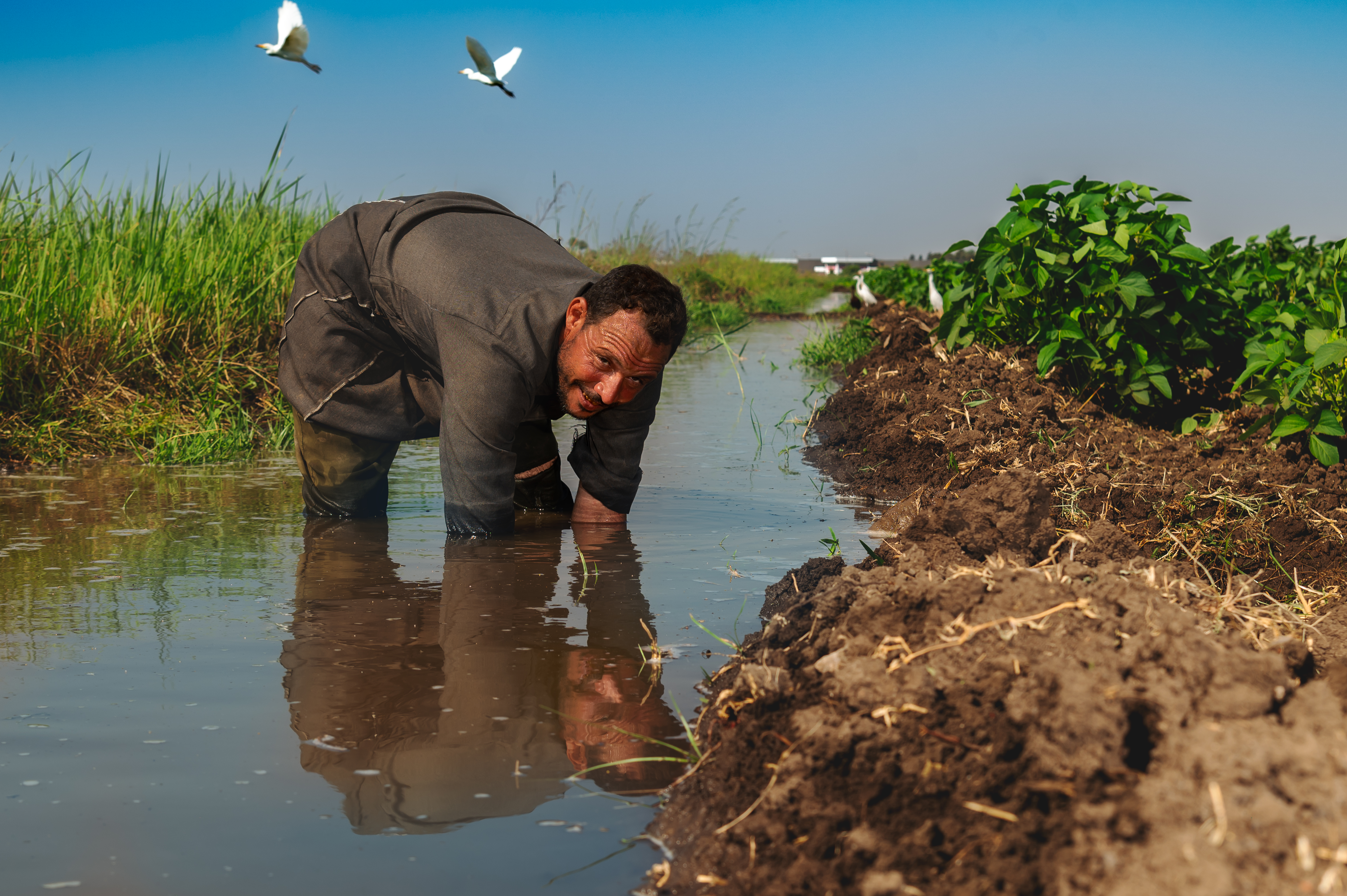 Farmer in his field, Kafr El-Sheikh, Egypt. Photo: Ahmed El Sheemy/ICARDA Farmer in his field, Kafr El-Sheikh, Egypt. Photo: Ahmed El Sheemy/ICARDA