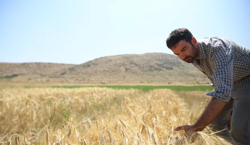 Dr. Miguel Sanchez-Garcia examines a barley trial in Tunisia. Photo: Luis Salazar/Crop Trust