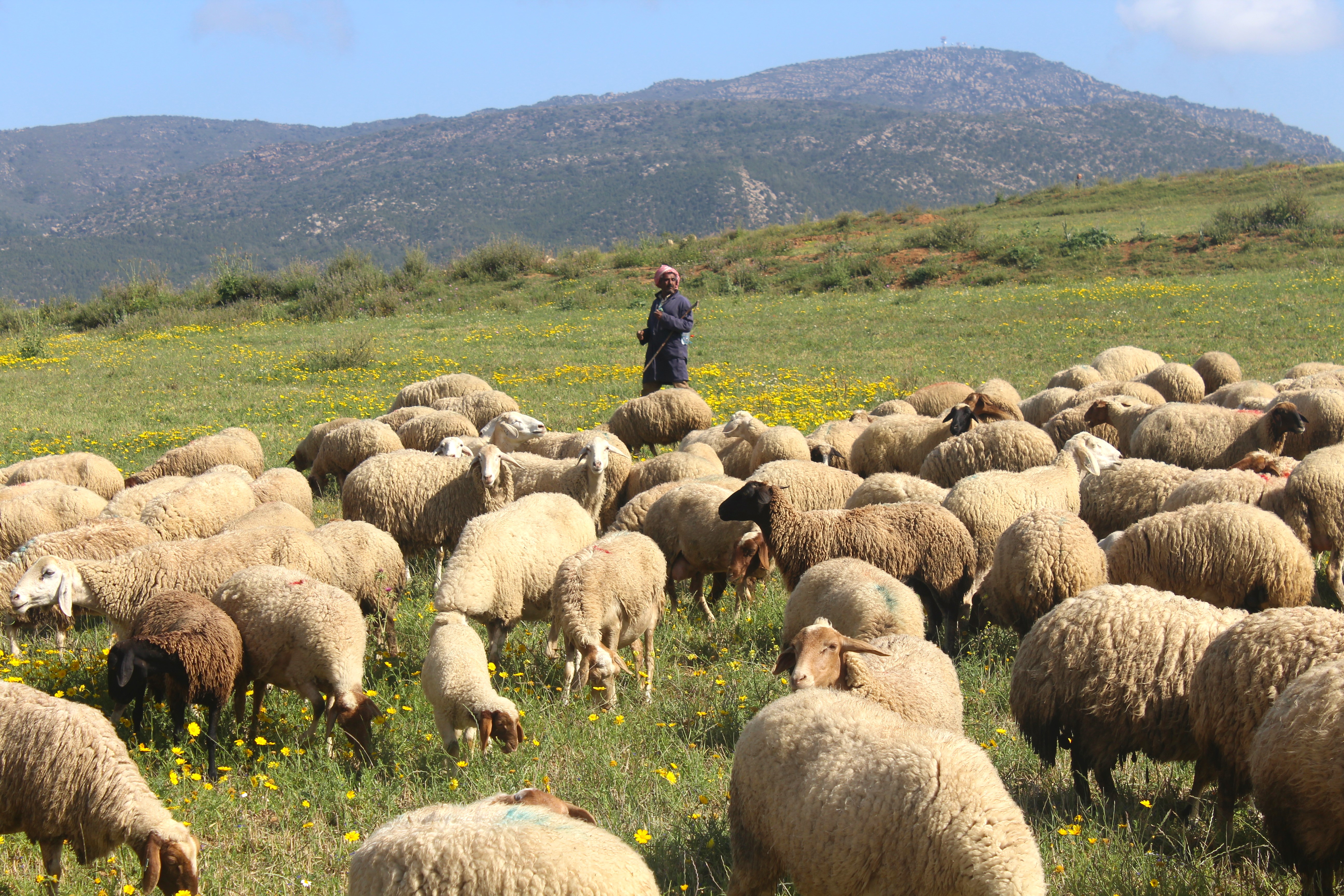Grazing Sheep Flock in Oued Sbaihia - Tunisia