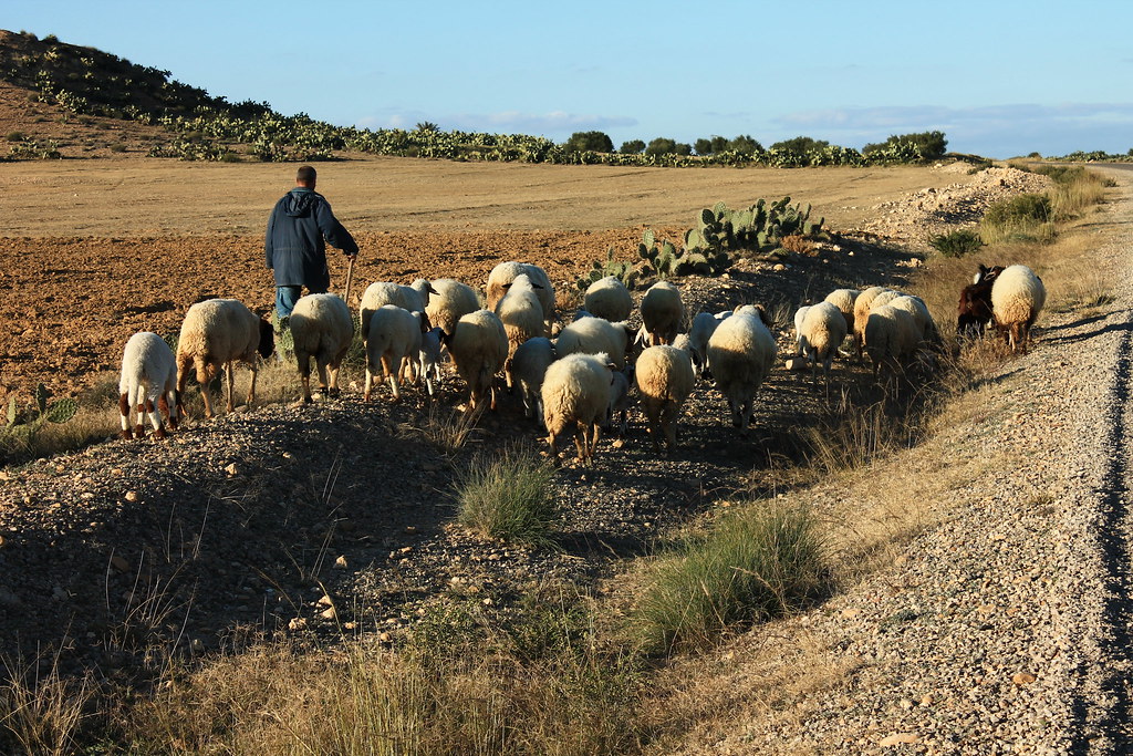 Flock of sheep, Zoghmar Community, Tunisia