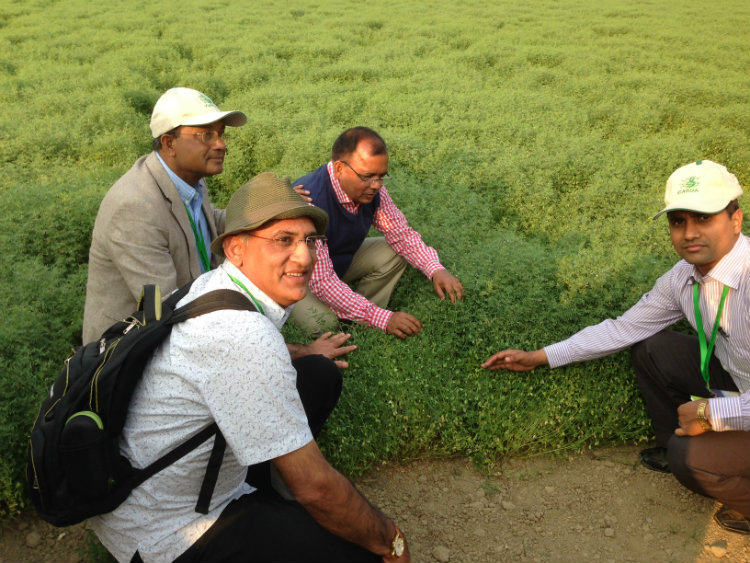 Attacking 'Hidden Hunger' with Biofortified Lentils