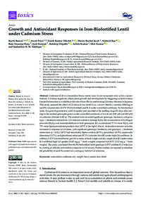 Growth and Antioxidant Responses in Iron-Biofortified Lentil under Cadmium Stress