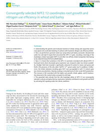 Convergently selected NPF2.12 coordinates root growth andnitrogen use efficiency in wheat and barley Convergently selected NPF2.12 coordinates root growth andnitrogen use efficiency in wheat and barley