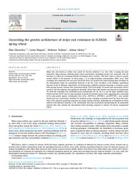 Unraveling the genetic architecture of stripe rust resistance in ICARDA spring wheat