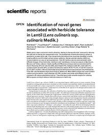 Identification of novel genes associated with herbicide tolerance in Lentil (Lens culinaris ssp. culinaris Medik.) Identification of novel genes associated with herbicide tolerance in Lentil (Lens culinaris ssp. culinaris Medik.)