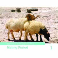 Best Practices for Managing Awassi Sheep 1- Mating Period Best Practices for Managing Awassi Sheep 1- Mating Period