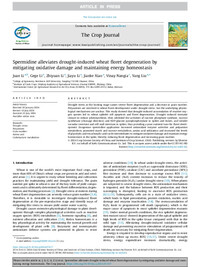 Spermidine alleviates drought-induced wheat floret degeneration by mitigating oxidative damage and maintaining energy homeostasis Spermidine alleviates drought-induced wheat floret degeneration by mitigating oxidative damage and maintaining energy homeostasis
