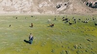 Scaling Sustainable Quinoa-Systems in the Altipiano of Bolivia: Awareness of the Problem and Demand for Solutions - Views from the Field Scaling Sustainable Quinoa-Systems in the Altipiano of Bolivia: Awareness of the Problem and Demand for Solutions - Views from the Field