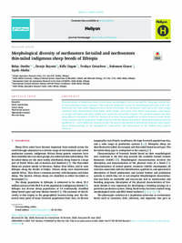Morphological diversity of northeastern fat-tailed and northwestern thin-tailed indigenous sheep breeds of Ethiopia Morphological diversity of northeastern fat-tailed and northwestern thin-tailed indigenous sheep breeds of Ethiopia