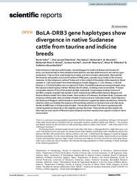 BoLA‑DRB3 gene haplotypes show divergence in native Sudanese cattle from taurine and indicine breeds BoLA‑DRB3 gene haplotypes show divergence in native Sudanese cattle from taurine and indicine breeds