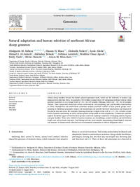 Natural adaptation and human selection of northeast African sheep genomes Natural adaptation and human selection of northeast African sheep genomes