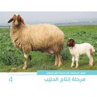أفضل الممارسات في إدارة أغنام العواس 4 - مرحلة انتاج الحليب أفضل الممارسات في إدارة أغنام العواس 4 - مرحلة انتاج الحليب