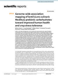 Genome-wide association mapping of lentil (Lens culinaris Medikus) prebiotic carbohydrates toward improved human health and crop stress tolerance Genome-wide association mapping of lentil (Lens culinaris Medikus) prebiotic carbohydrates toward improved human health and crop stress tolerance