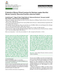 Evaluation of Durum Wheat Genotypes for Resistance against Root Rot Disease Caused by Moroccan Fusarium culmorum Isolates