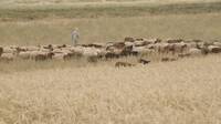 Inspired by Nature - A Tunisian Farmer’s Perspective on Sustainable Integration of Crop and Livestock (long version) Inspired by Nature - A Tunisian Farmer’s Perspective on Sustainable Integration of Crop and Livestock (long version)