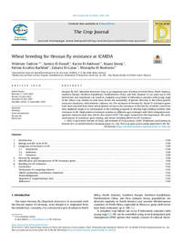 Wheat breeding for Hessian fly resistance at ICARDA