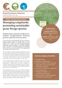 Managing rangelands: promoting sustainable grass forage species: Birdwood grass (Cenchrus setigerus): A resilient, drought-tolerant perennial grass for pastures in hot, dry areas Managing rangelands: promoting sustainable grass forage species: Birdwood grass (Cenchrus setigerus): A resilient, drought-tolerant perennial grass for pastures in hot, dry areas