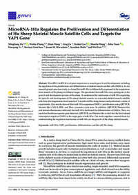 MicroRNA-181a Regulates the Proliferation and Differentiation of Hu Sheep Skeletal Muscle Satellite Cells and Targets the YAP1 Gene MicroRNA-181a Regulates the Proliferation and Differentiation of Hu Sheep Skeletal Muscle Satellite Cells and Targets the YAP1 Gene