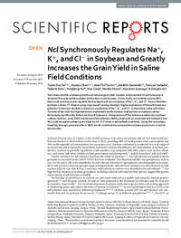 Ncl Synchronously Regulates Na+, K+, and Cl− in Soybean and Greatly Increases the Grain Yield in Saline Field Conditions Ncl Synchronously Regulates Na+, K+, and Cl− in Soybean and Greatly Increases the Grain Yield in Saline Field Conditions