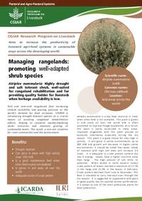 Managing rangelands: promoting well-adapted shrub species: Atriplex nummularia: Highly drought and salt tolerant shrub, well-suited for rangeland rehabilitation and for providing quality fodder for livestock when herbage availability is low Managing rangelands: promoting well-adapted shrub species: Atriplex nummularia: Highly drought and salt tolerant shrub, well-suited for rangeland rehabilitation and for providing quality fodder for livestock when herbage availability is low