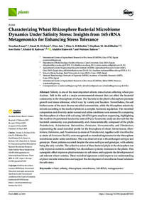 Characterizing Wheat Rhizosphere Bacterial Microbiome Dynamics Under Salinity Stress: Insights from 16S rRNA Metagenomics for Enhancing Stress Tolerance Characterizing Wheat Rhizosphere Bacterial Microbiome Dynamics Under Salinity Stress: Insights from 16S rRNA Metagenomics for Enhancing Stress Tolerance
