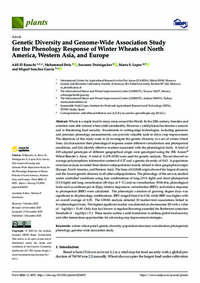 Genetic Diversity and Genome-Wide Association Study for the Phenology Response of Winter Wheats of North America, Western Asia, and Europe Genetic Diversity and Genome-Wide Association Study for the Phenology Response of Winter Wheats of North America, Western Asia, and Europe