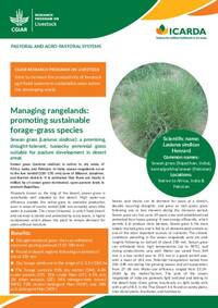 Managing rangelands: promoting sustainable forage-grass species: Lasiurus sindicus Henrard: a promising, drought-tolerant, tussocky perennial grass suitable for pasture development in desert areas Managing rangelands: promoting sustainable forage-grass species: Lasiurus sindicus Henrard: a promising, drought-tolerant, tussocky perennial grass suitable for pasture development in desert areas