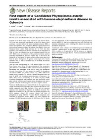 First report of a ‘Candidatus Phytoplasma asteris’ isolate associated with banana elephantiasis disease in Colombia First report of a ‘Candidatus Phytoplasma asteris’ isolate associated with banana elephantiasis disease in Colombia