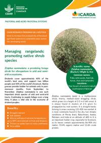 Managing rangelands: promoting native shrub species: Ziziphus nummularia: a promising forage shrub for silvopasture in arid and semi-arid ecosystems Managing rangelands: promoting native shrub species: Ziziphus nummularia: a promising forage shrub for silvopasture in arid and semi-arid ecosystems