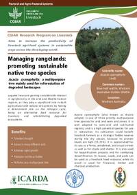 Managing rangelands: promoting sustainable native tree species: Acacia cyanophylla: a multipurpose tree mainly used for reforestation of degraded landscapes Managing rangelands: promoting sustainable native tree species: Acacia cyanophylla: a multipurpose tree mainly used for reforestation of degraded landscapes
