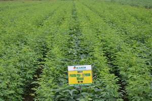 Intercropping experiment between pigeon pea and soybean in ICARDA/Amlaha station, India.