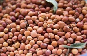 Pigeon pea