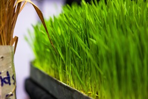 germinated barley