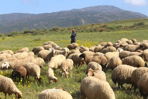 grazing_sheep_flock_in_oued_sbaihia_-_tunisia.jpg