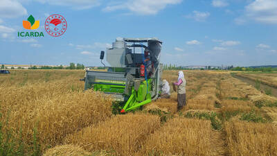 Political Economy of the Wheat Sector