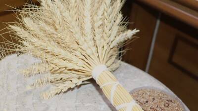 Cham 12 Wheat Variety (Code name: Douma 64453 by GCSAR)