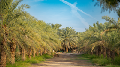 Photo credit: ICARDA/Ahmed Elsheemy