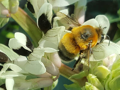 World Bee Day