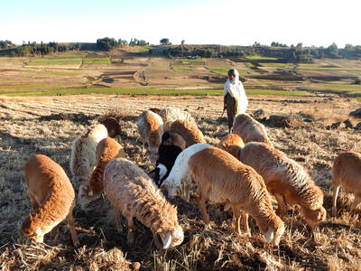 Integrated crop-livestock production systems cushion each sector from external pressure and optimize economic, social and environmental conditions.