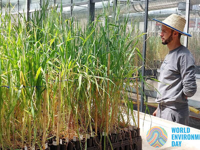 A technician at ICARDA's Morocco Genebank