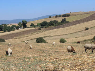 Sheep grazing stubble in the site of Fernana – Northwestern Tunisia (Photo credit: Zied Idoudi/ICARDA) 