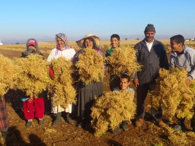 2016 has been named the International Year of Pulses by the UN General Assembly. 