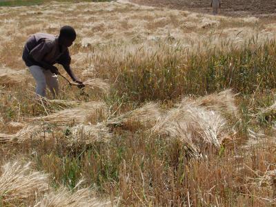 Harvesting wheat in Kano, Nigeria. 