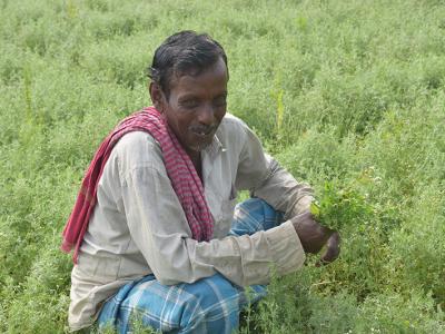 Farmers are growing lentils in their fields left fallow after rice harvests.