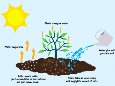 Salt accumulation methods in the root zone of the irrigated land (Credit: WLE).