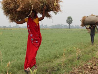 The partners identified 18 new parental lines with high content of iron and zinc that can be used in cross-breeding programs (Photo: ICARDA)