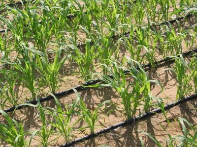 Drip irrigation is used by farmers to improve the water productivity of wheat production (image courtesy of the Water Movement)